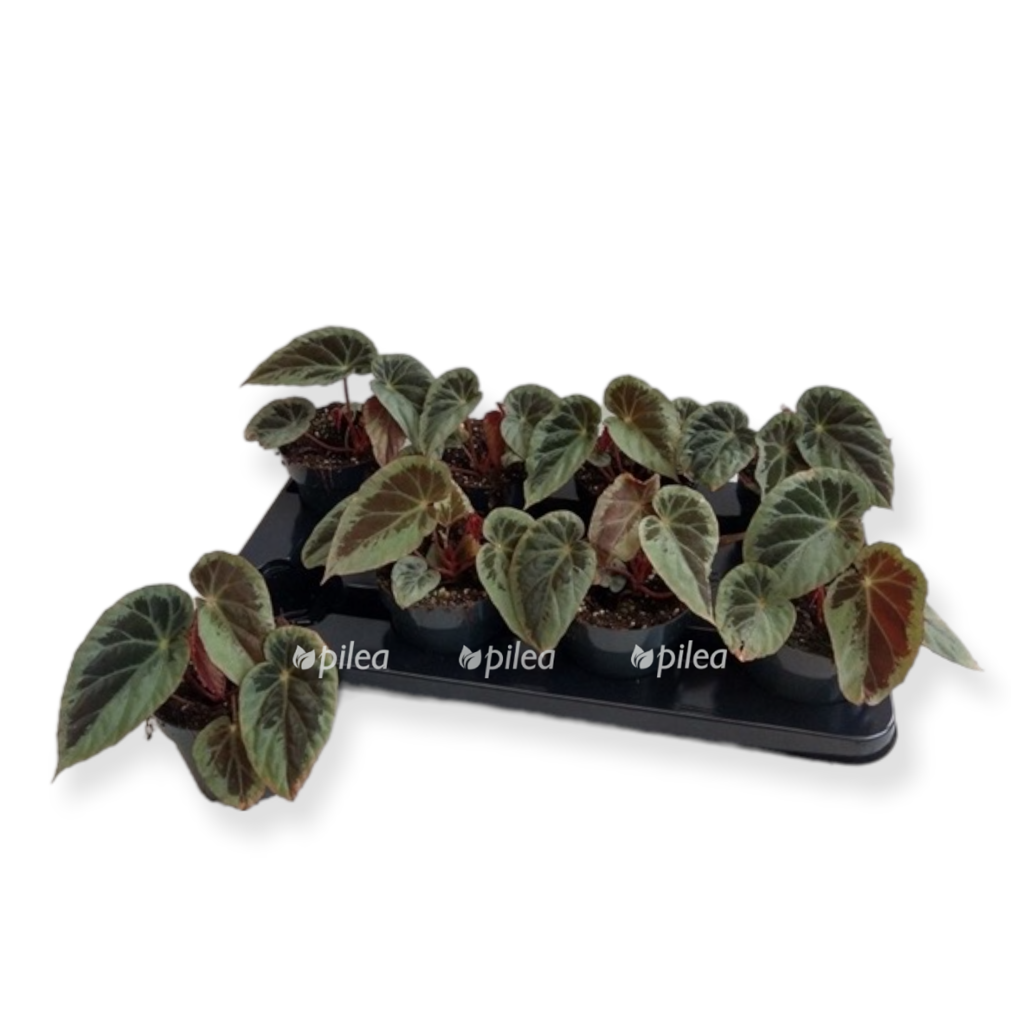 19f081c4 04a7 4600 8060 b8f380a818fd