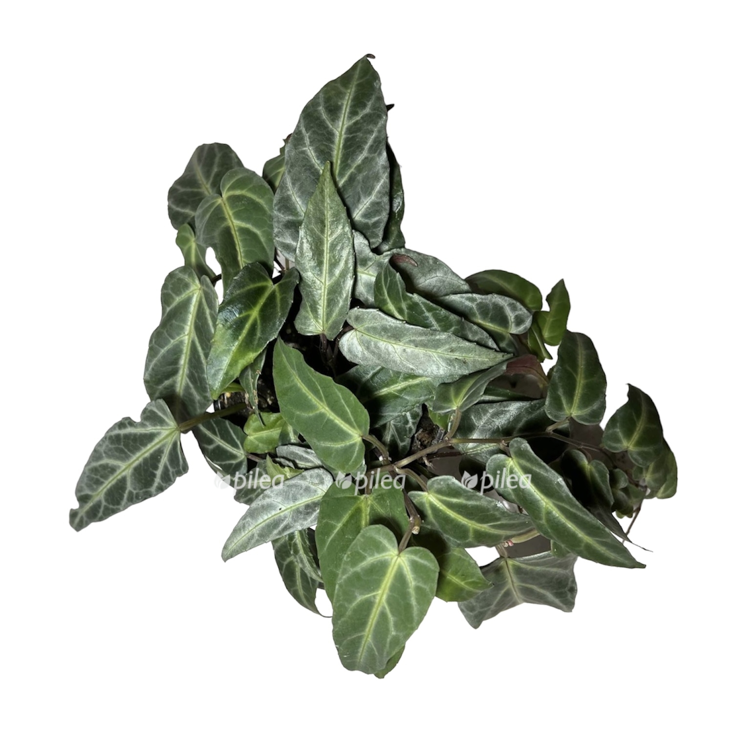 19fe42d9 39b3 4e70 8483 406e27630905