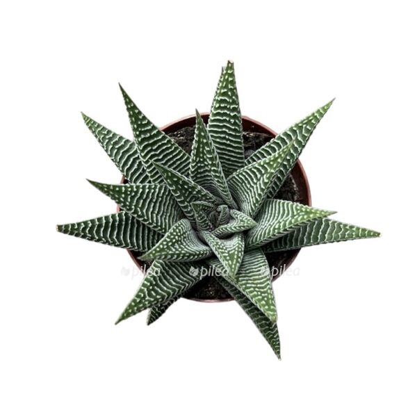 1a23f293 ca9b 44fe bbc1 e22eff0008e3 e1674712281206