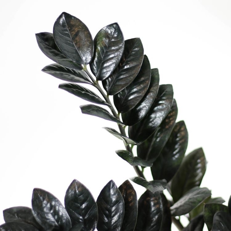 1affaf56 f60c 48bc 97a4 928667e64c67