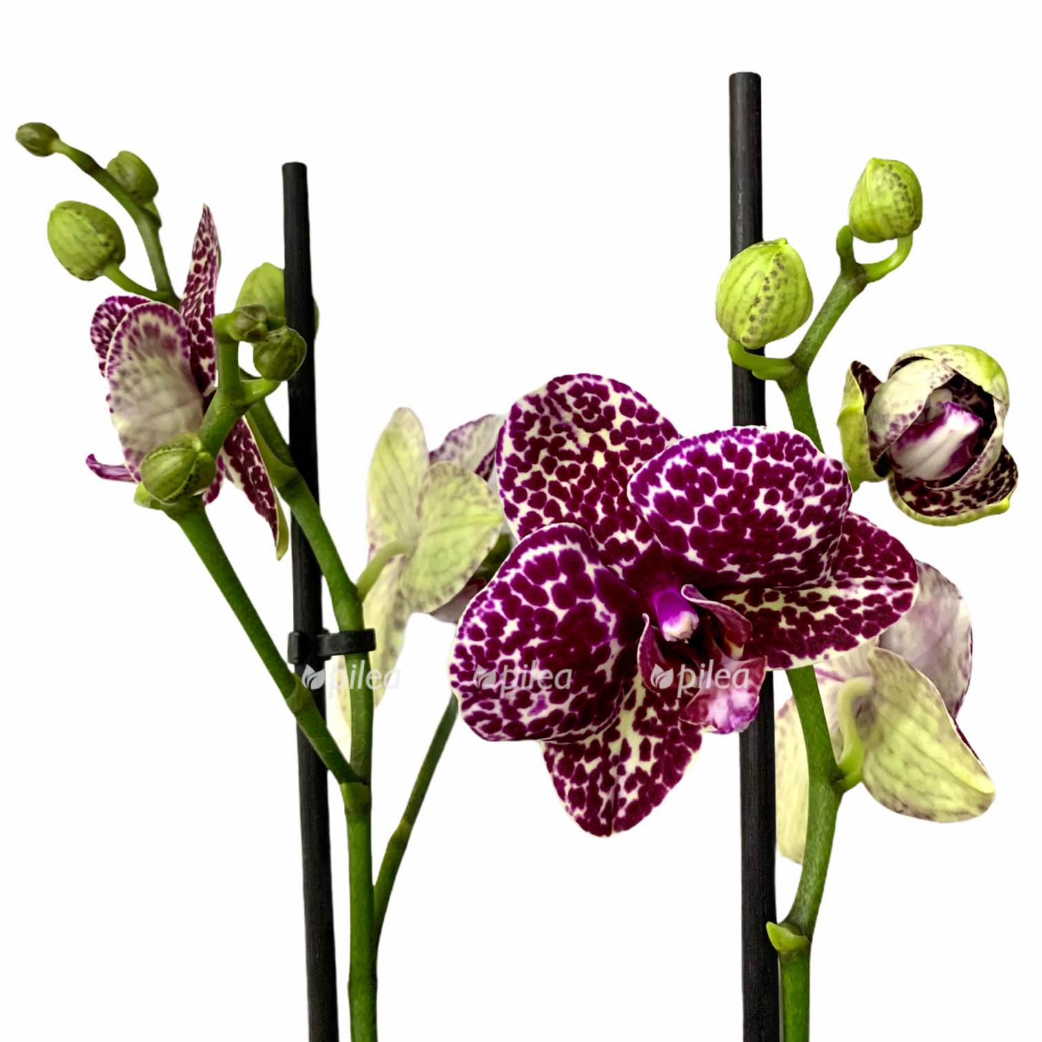 1b2b63b8 5380 47a6 8340 2e56e0726b86