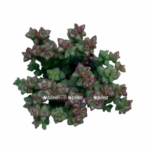 1c21a81a cb8a 4554 bbbf 0b4288a33fa5 e1676353690518