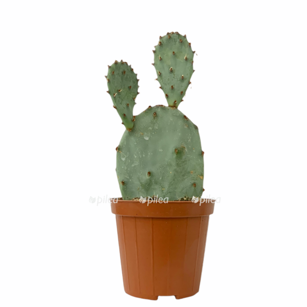 1c566cc5 b248 4cbf b9d5 4bf0d455b72e e1628920665102