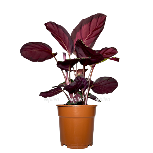 1d6e248b 3dec 4750 922d 629e072f02f2 e1666039638622