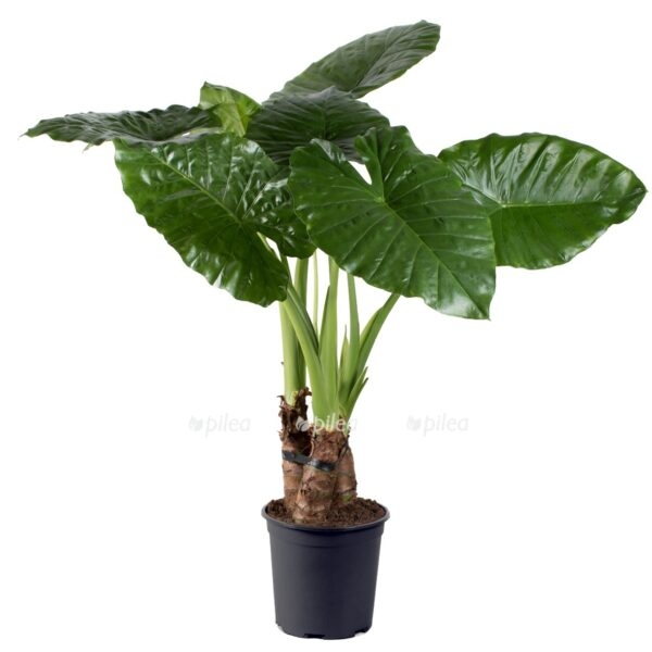 1e5d8ca8 a428 417d 9a5e 7289e2fd2f56 e1600966694198