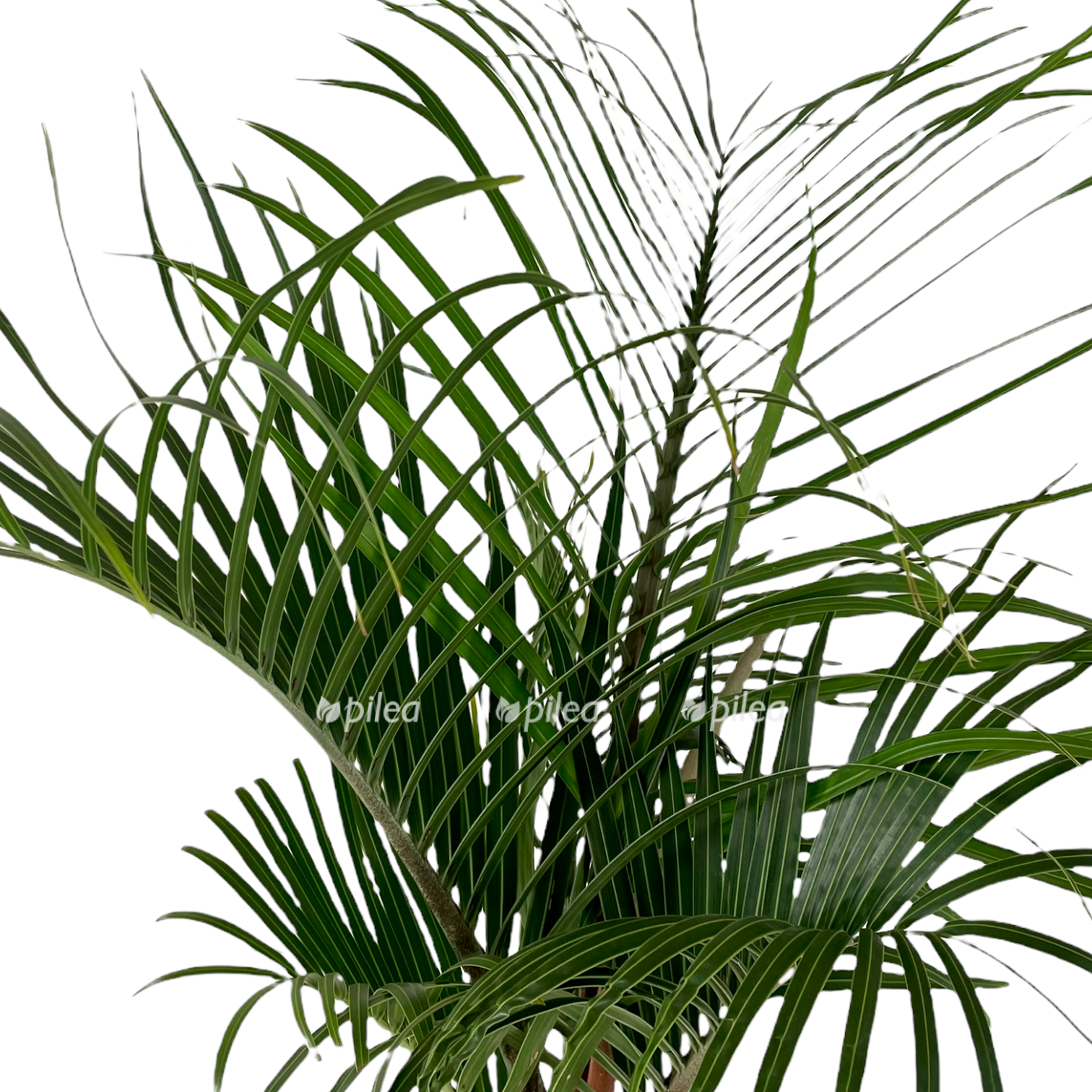 1e6c7baf 1feb 42b0 849c e7a3a077b5a0