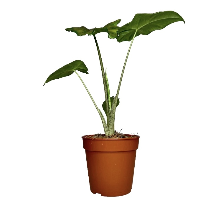 1ef1f53f 179d 4d2d b685 28b4e5e476eb