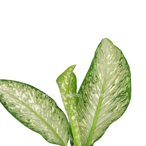 2226793 v e1618245696694