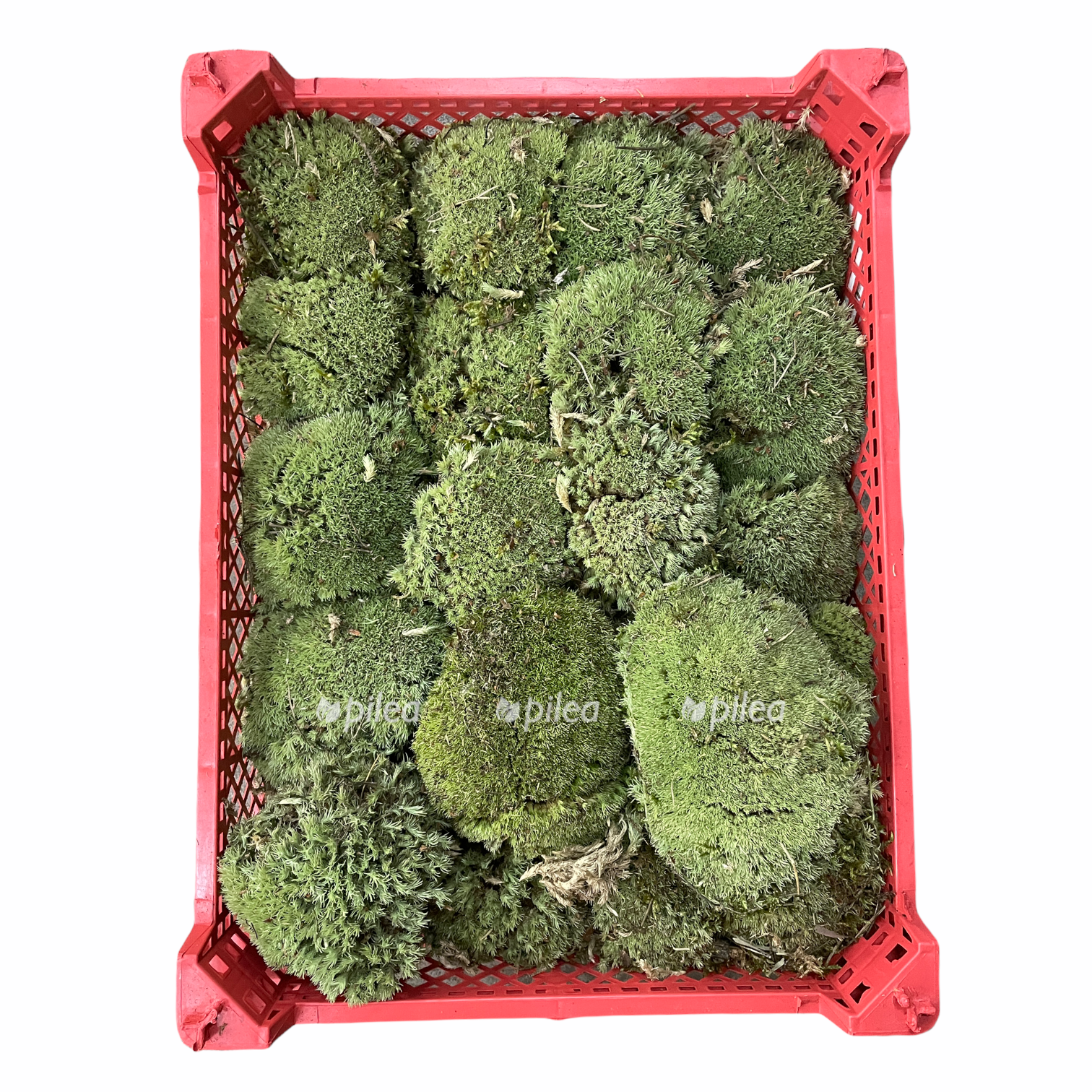 238f9f55 902e 465d be7d 688e503a9ce2