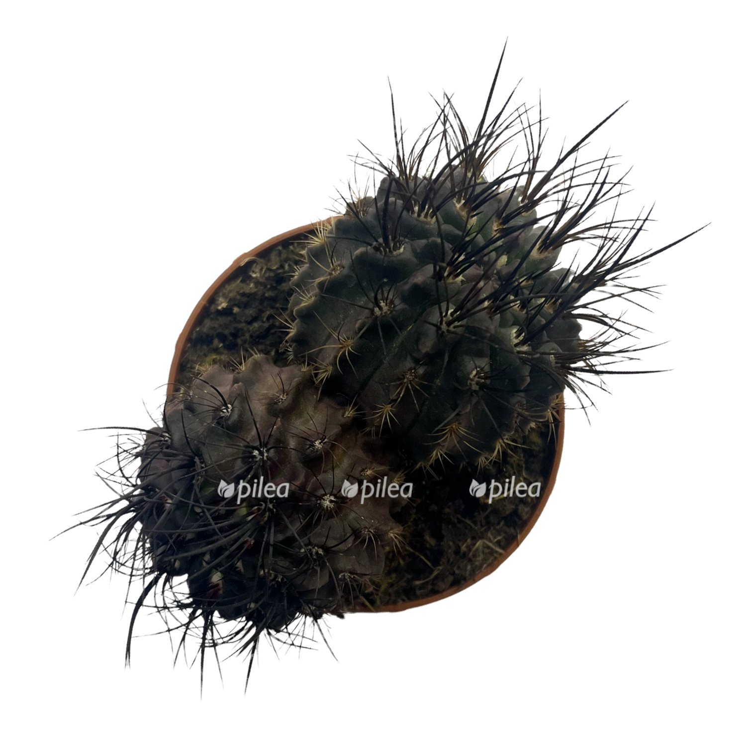 23c069bd-9b53-41cf-bd76-a7e5d378da25.png 23c069bd 9b53 41cf bd76 a7e5d378da25