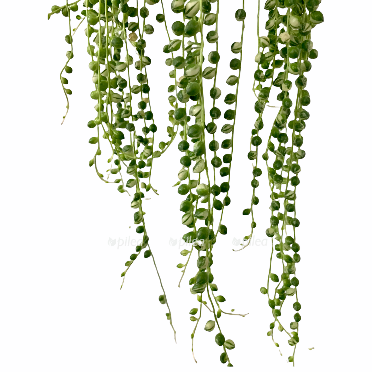 245affed c04c 4b3d ae53 038f27656863