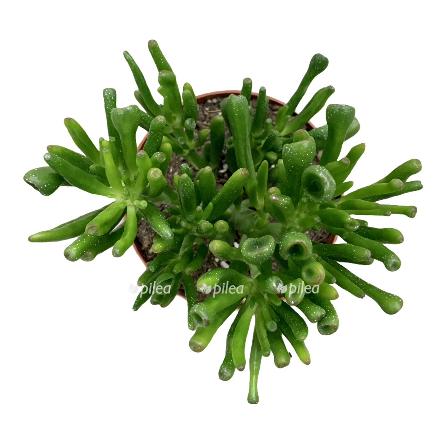 246d64f9 53a7 432e af4c 3579bb8bf608