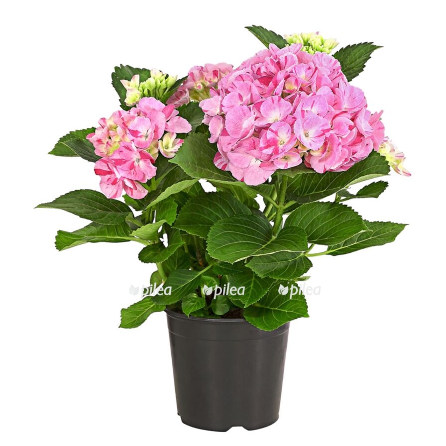 2485fbb5 46ec 417d b9d3 379b561dee4a e1681141260696