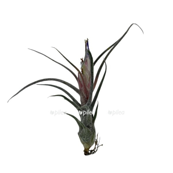 2680288a 5481 43c6 bbf9 70a043116fb9 e1678886837798