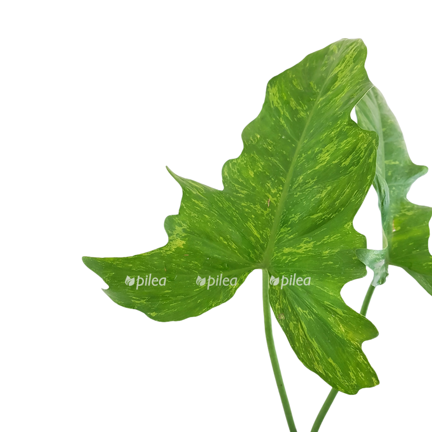 29ddab4d e09e 46f8 88e4 c0067231c2e5