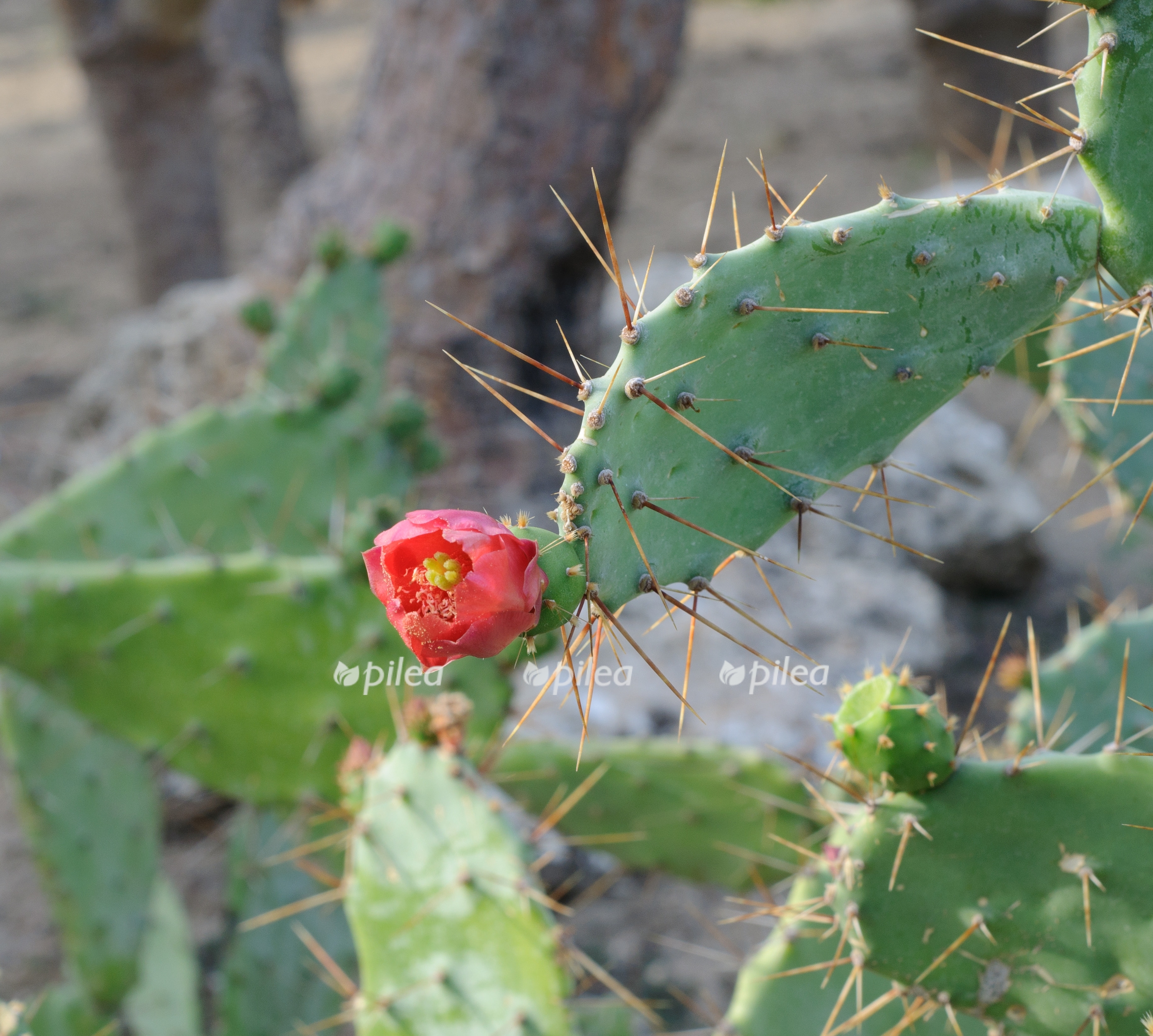 29ea057f 1979 4cc3 b674 6f2085feb95c