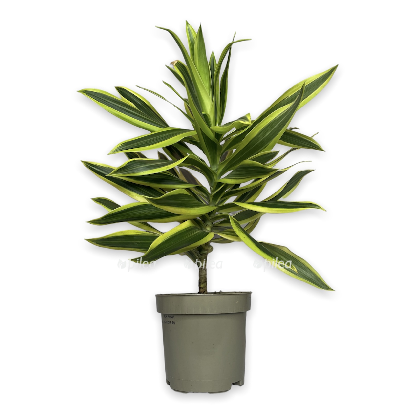 2d944d6e-926c-417a-96bb-d67666d443f5.jpeg 2d944d6e 926c 417a 96bb d67666d443f5