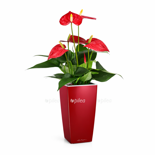 2fdc4db7 5011 42e7 8f1d 4bf0273d8eb6 e1768372842788