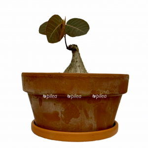 30040e63 0204 4170 b2fe 27caed6f7fae 300x300 1