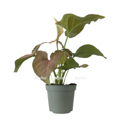 300ea527 100d 4964 b5f3 d7172a6f7d4f e1678853861222