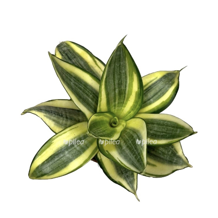 3062acc9 4bf5 413e 849b cc5a1f9b52a6