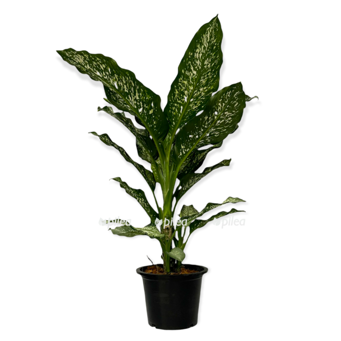 31c0b8ac e931 4b5c b89d 918d12f175bb e1709486398326