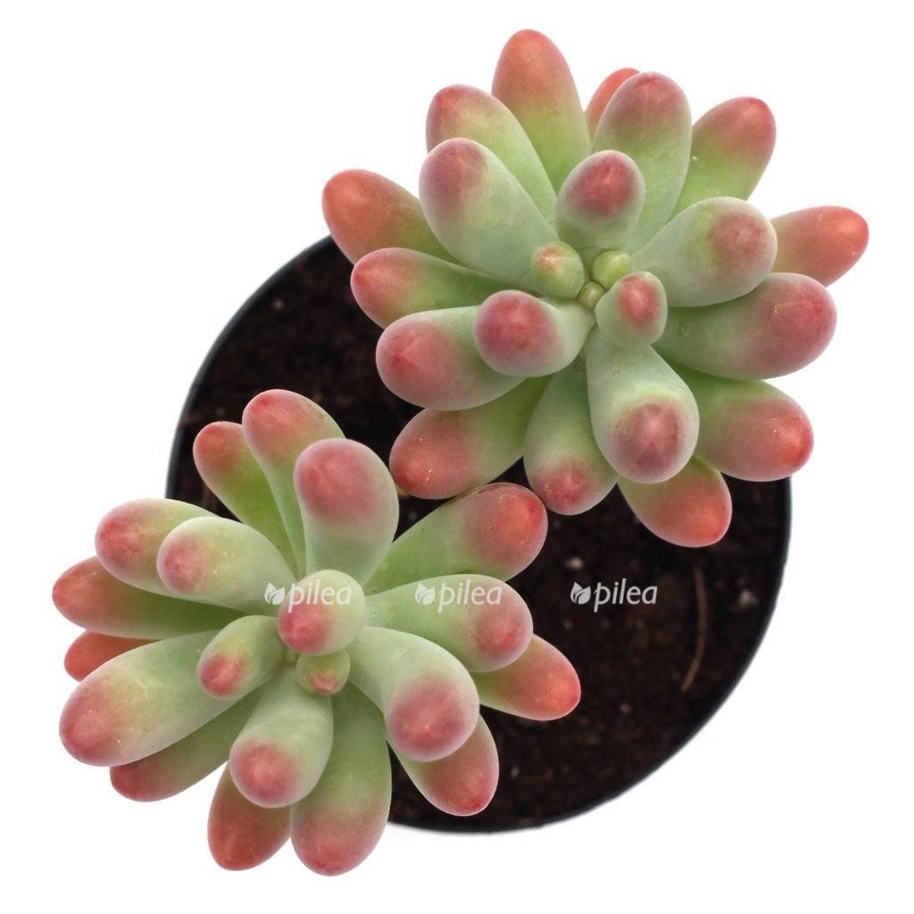 324c44b3 a4a4 446b b6e0 350a33d2b5ef