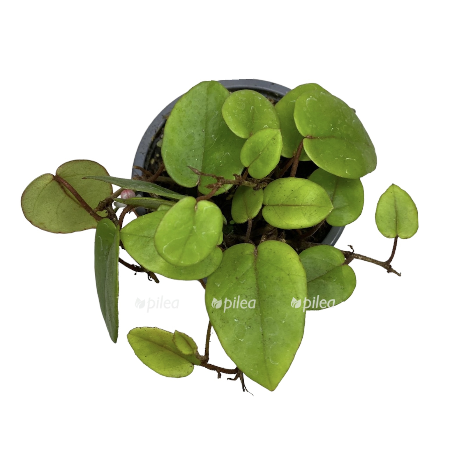 329b2a3b 601e 400d 9619 d2737ae6083a