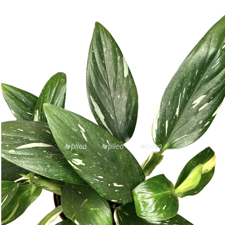 32e9ffcf c9ab 4409 ab22 1f36fcc0d9cd