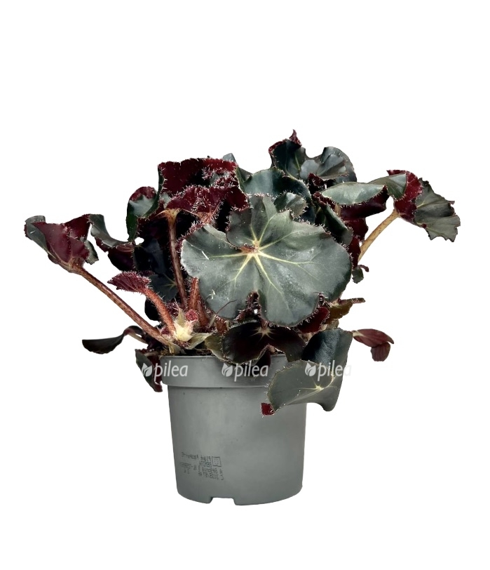 32fa2526 da17 4a28 b39d a88c73ea668b