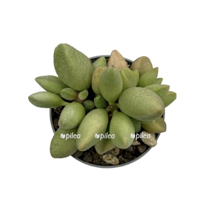 33457f91 647e 42f1 8261 c88ed86c0147 e1679579795611