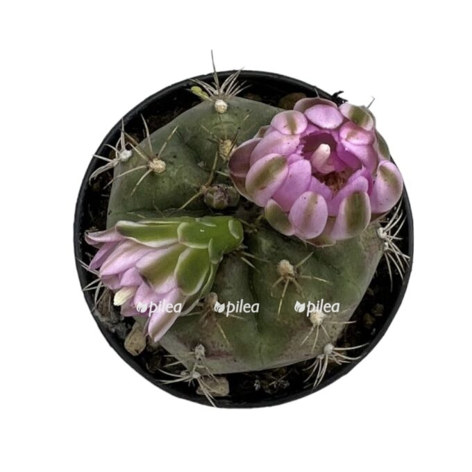 33d4541a 9c3d 4bd9 9e7b 120b71ca5ff6 e1755907689417