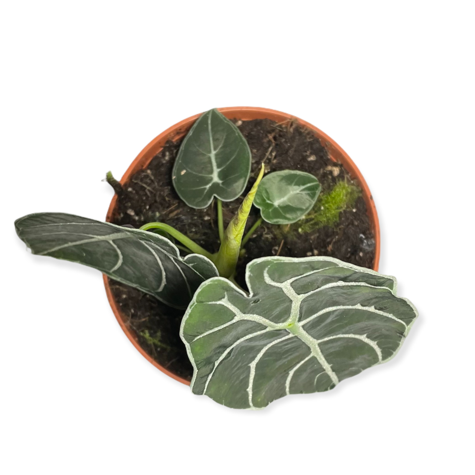 351ecf3e 28bd 4d6c 9d21 a6a97082e34e