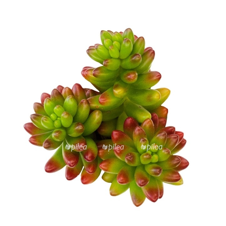 355 sedum rubrotinctum pork and beans