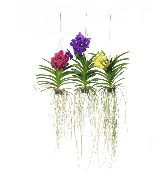 36c059f2 b556 4b7e b44f 8e3f2376e68d 640 689