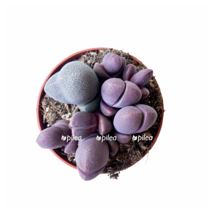 36ddd737 4738 4b8c 80f4 a5a8c711341a e1680201300553