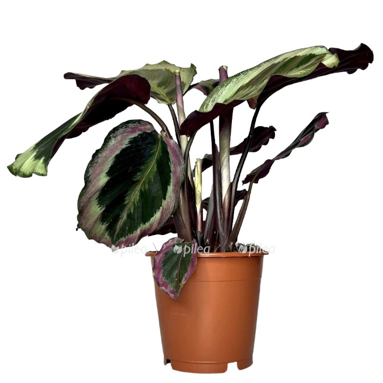 375b7f1f-0896-45f2-9af7-9f4fd0281076.jpeg 375b7f1f 0896 45f2 9af7 9f4fd0281076