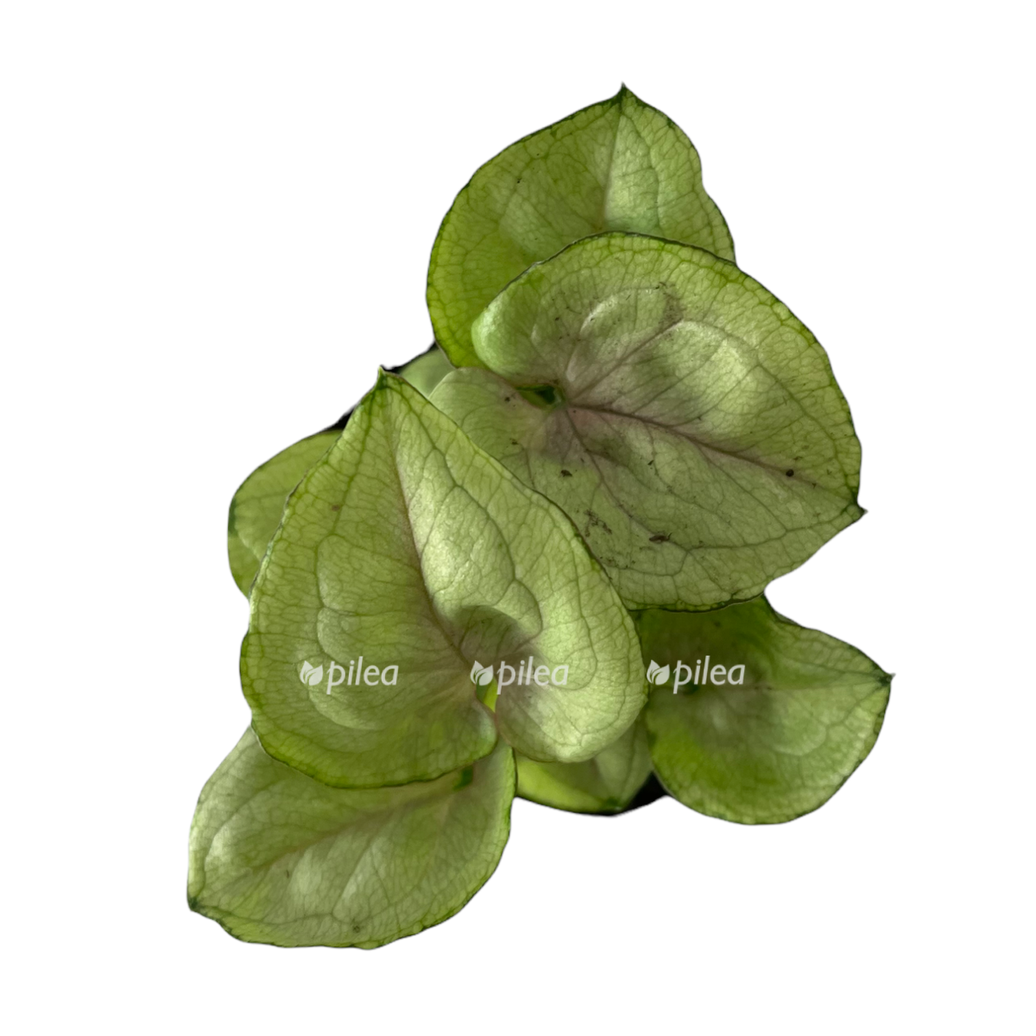 3bc5b1fb d80b 4ea5 bda5 9cf0f30f1607