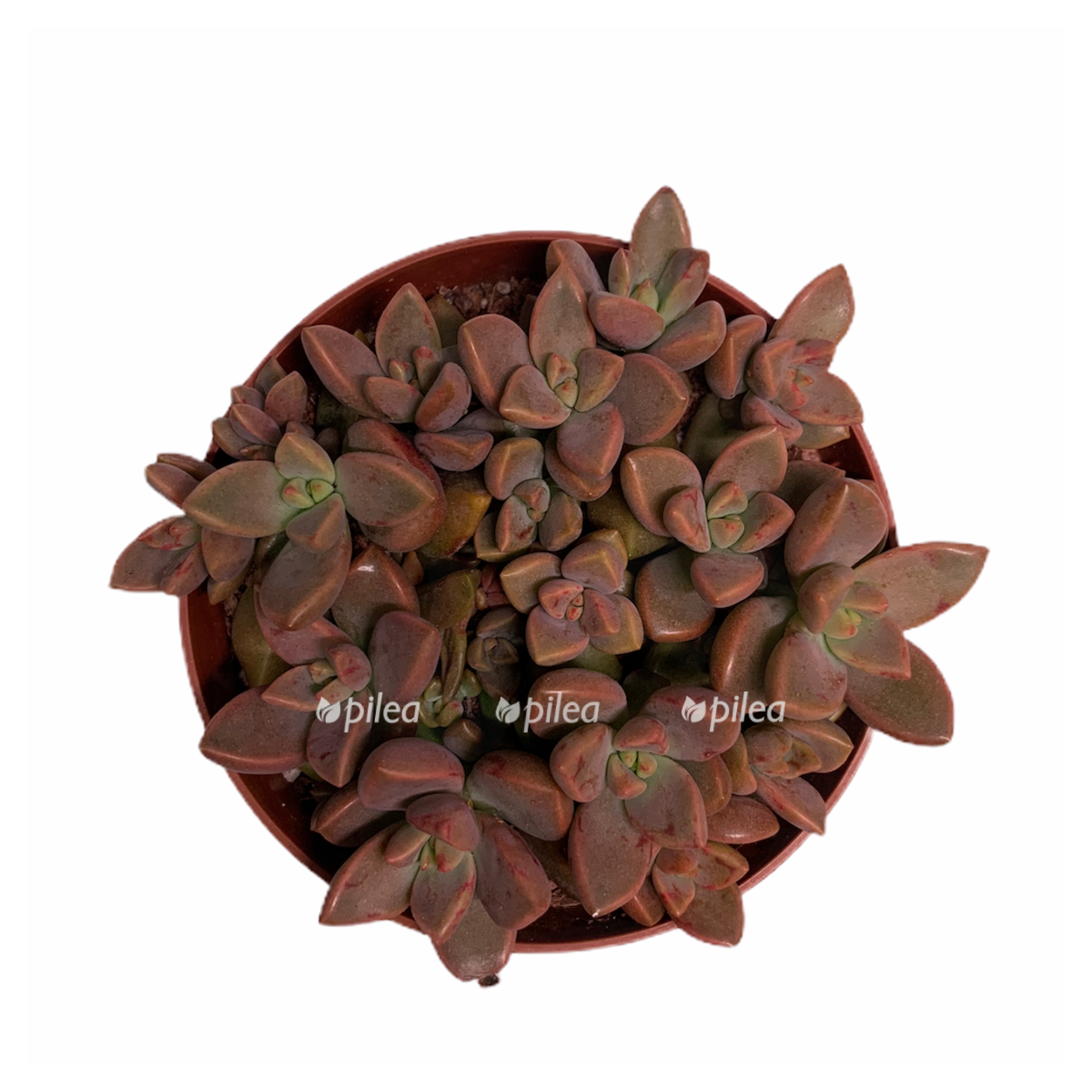 3c2326e5 d42e 4ae1 81b8 985f45ec7fc4