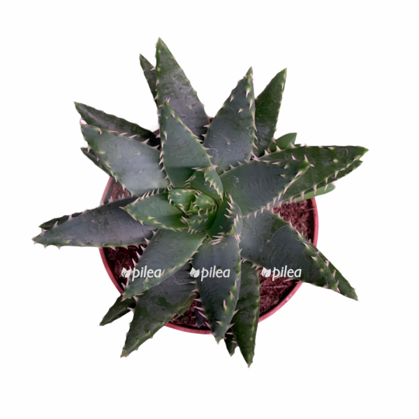 3c342dd8-5b18-465d-b283-407201ad438e-e1605294510176.png 3c342dd8 5b18 465d b283 407201ad438e e1605294510176