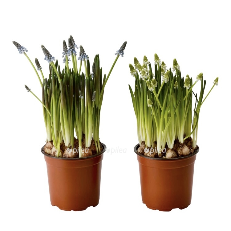 3cc1d546 a4a2 4f03 ac00 f73525f486dc