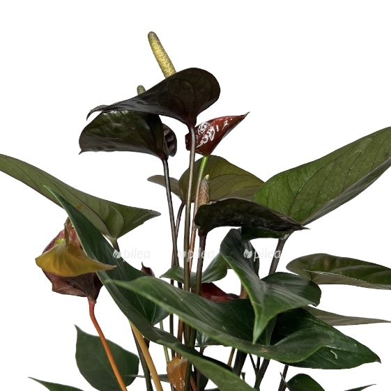 3dfa0d72 c110 4180 b831 ecb81a6b648c