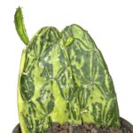 3e0e511d b9c3 4920 97b7 c82ff74f3a35