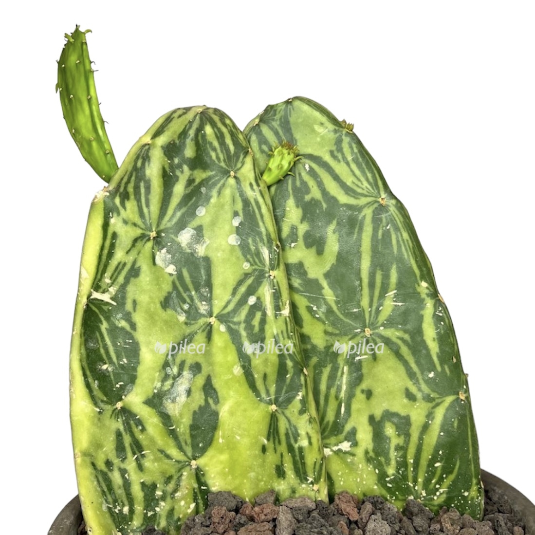 3e0e511d b9c3 4920 97b7 c82ff74f3a35