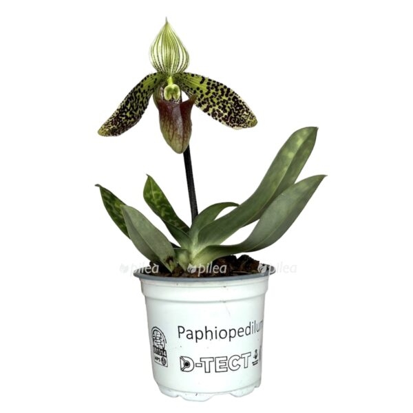 3e66f625 e1bd 446f 9340 8529ed3242d7 e1667334113212