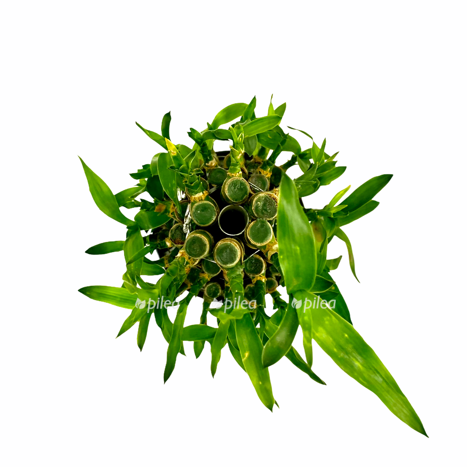 403b6ee8 159a 4c92 9381 345df1bcefef