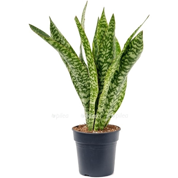 4078ca94 6e7b 4ea7 b806 d1b9f8ae8868