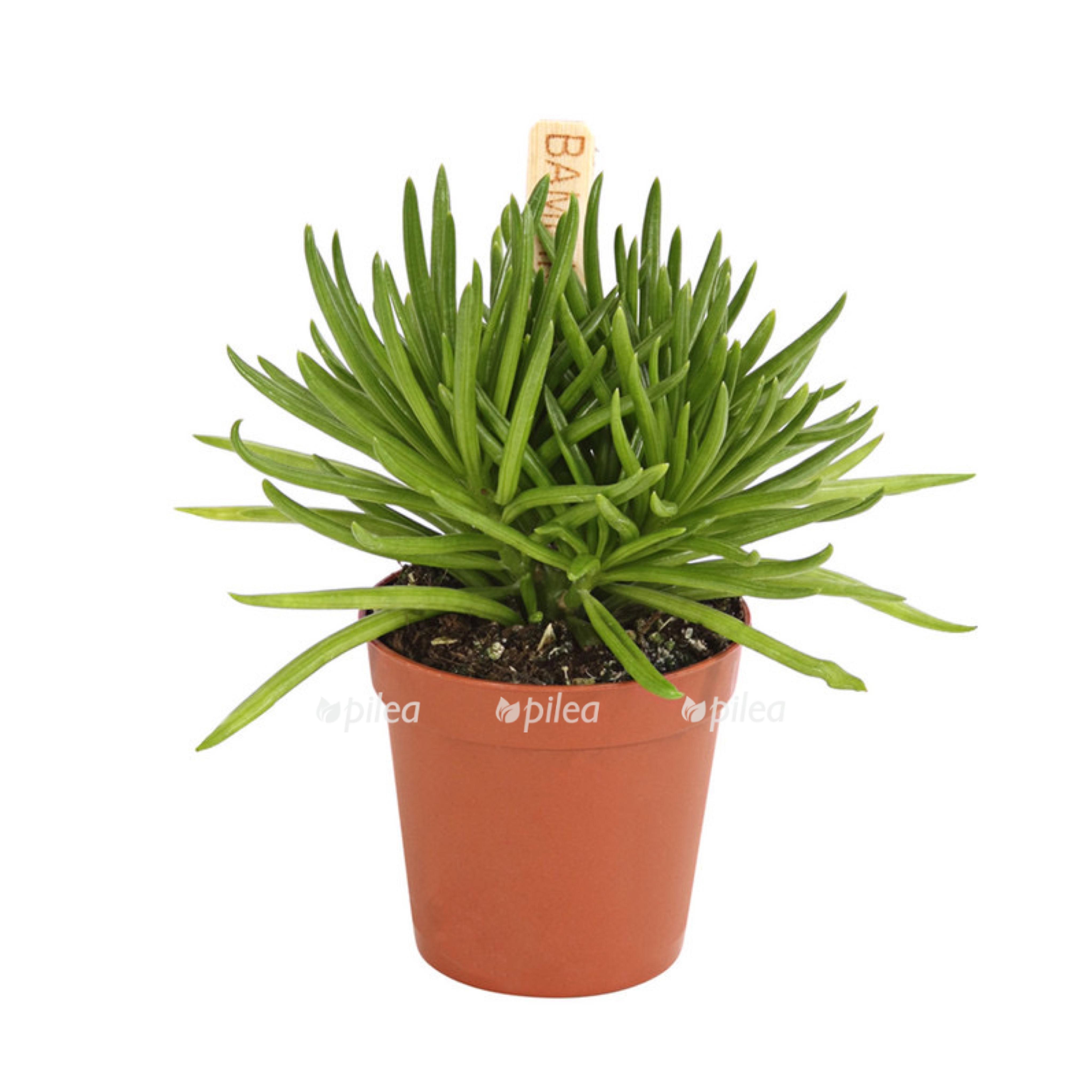 41009fec 1e21 45f3 8138 96cedaf58e3e