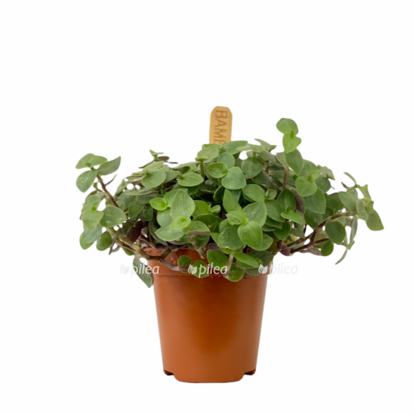 41fc329c c837 46ce 9f26 c020f7da0cbc e1628921140516