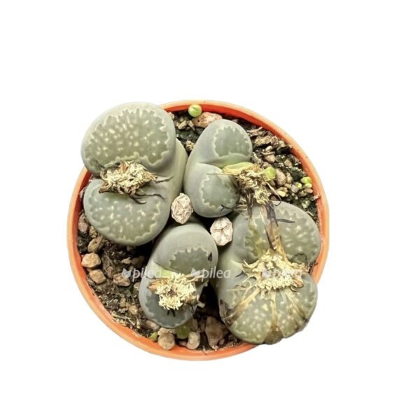 445c836d e76c 40ed a3e5 f693d49e6945 e1667107523491